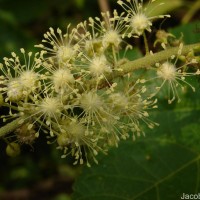 Croton caudatus Geiseler